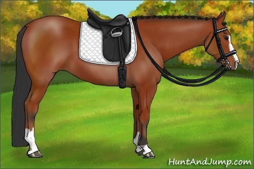 Horse Color:Bay Sabino 