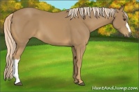 Horse Color:Palomino 