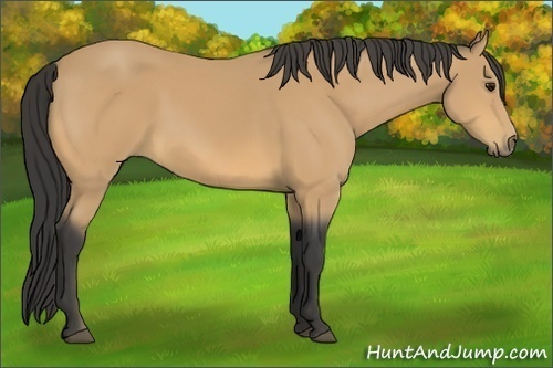 Horse Color:Buckskin 