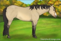 Horse Color:Buckskin Dun 