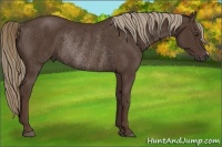 Horse Color:Liver Chestnut Rabicano 