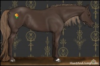 Horse Color:Liver Chestnut Rabicano