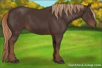 Horse Color:Liver Chestnut Rabicano 