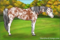 Horse Color:Bay Sabino  and Bay Sabino 