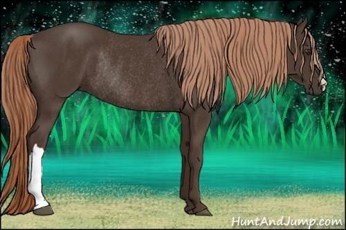 Horse Color:Liver Chestnut Rabicano 