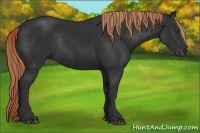 Horse Color:Liver Chestnut Rabicano