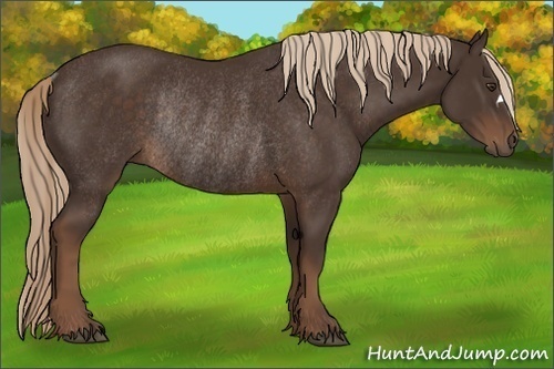 Horse Color:Liver Chestnut Rabicano 