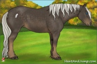 Horse Color:Liver Chestnut Frame Rabicano