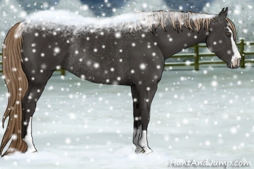 Horse Color:Liver Chestnut Sabino Rabicano