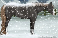 Horse Color:Liver Chestnut Sabino Rabicano 