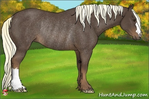 Horse Color:Liver Chestnut Rabicano 