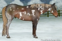 Horse Color:White Spotted Liver Chestnut Sabino Rabicano