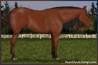 Horse Color:Gray Bay