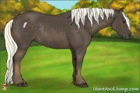 Horse Color:Liver Chestnut Rabicano 