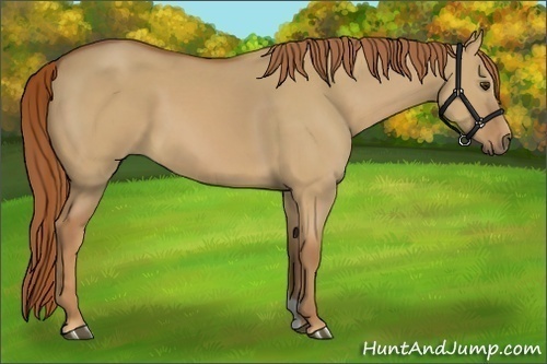Horse Color:Red Dun 