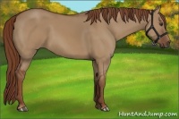 Horse Color:Red Dun 
