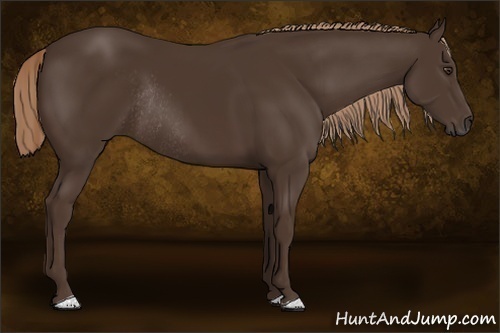 Horse Color:Liver Chestnut Rabicano