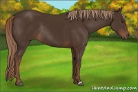 Horse Color:Liver Chestnut Rabicano 
