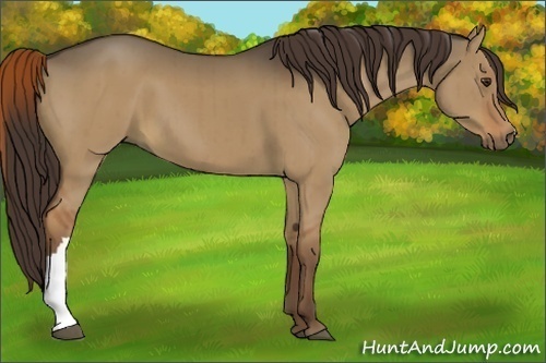 Horse Color:Liver Red Dun Brindle 