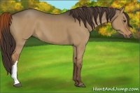 Horse Color:Liver Red Dun Brindle 