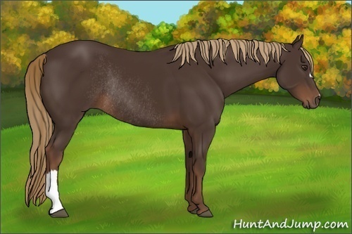 Horse Color:Liver Chestnut Rabicano 