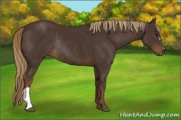 Horse Color:Liver Chestnut Rabicano 