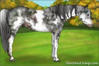 Horse Color:White Spotted Liver Chestnut Sabino Frame