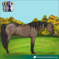 Horse Color:Liver Red Dun 