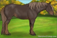 Horse Color:Liver Chestnut Rabicano 