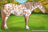 Horse Color:Gold Champagne Appaloosa  and Gold Champagne Appaloosa 
