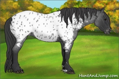Horse Color:Blue Roan Appaloosa 