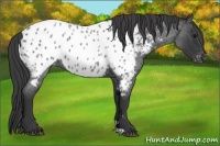 Horse Color:Blue Roan Appaloosa 