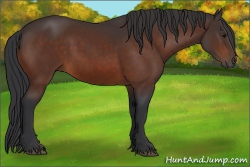 Horse Color:Brown 