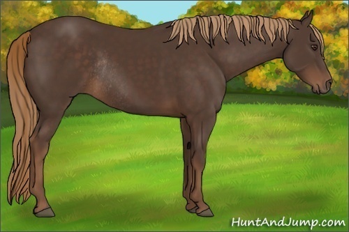 Horse Color:Liver Chestnut Rabicano