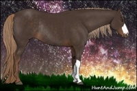 Horse Color:Liver Chestnut Rabicano 