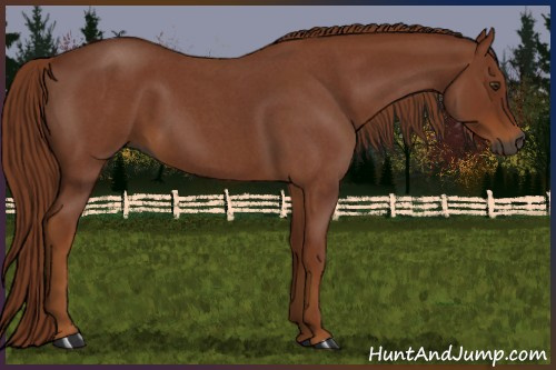 Horse Color:Gray Red Roan 