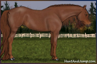 Horse Color:Gray Red Roan 