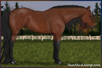 Horse Color:Gray Bay 