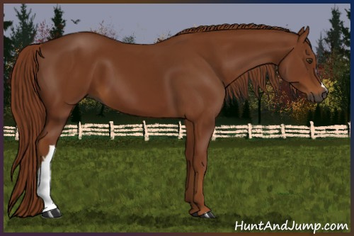 Horse Color:Gray Chestnut 