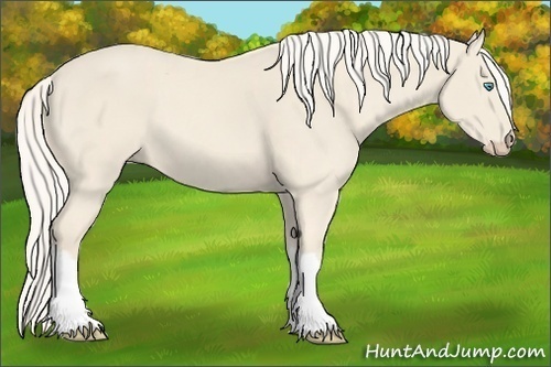 Horse Color:Cremello 