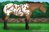 Horse Color:Gray Buckskin Appaloosa 