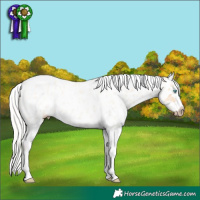 Horse Color:Gray Silver Smoky Creme Roan Dun Splash Tobiano Frame Near Leopard Rabicano 