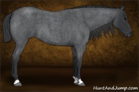 Horse Color:Blue Roan 