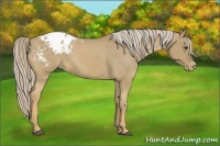 Horse Color:Palomino Appaloosa 