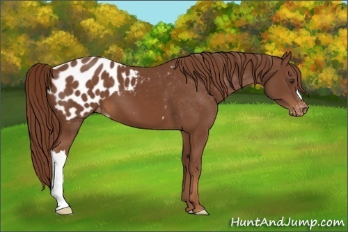 Horse Color:Chestnut Appaloosa 