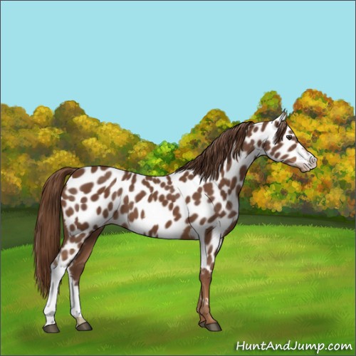 Horse Color:Chestnut Near Leopard