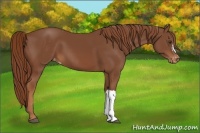 Horse Color:Chestnut Appaloosa