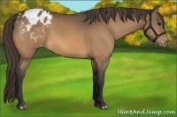 Horse Color:Buckskin Varnish