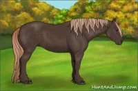 Horse Color:Liver Chestnut 