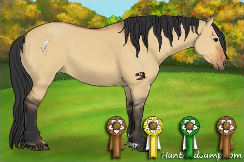 Horse Color:Bay Dun 